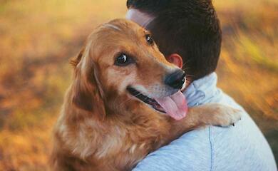 Почему собаки похожи на своих хозяев: есть версия
