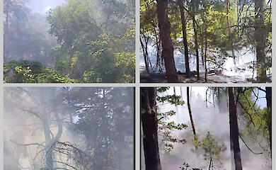 В лесу вблизи Обухова произошел масштабный пожар (ВИДЕО)