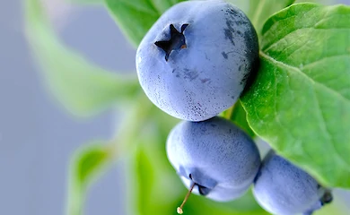 Питомник возле Обухова протестировал новые виды голубики