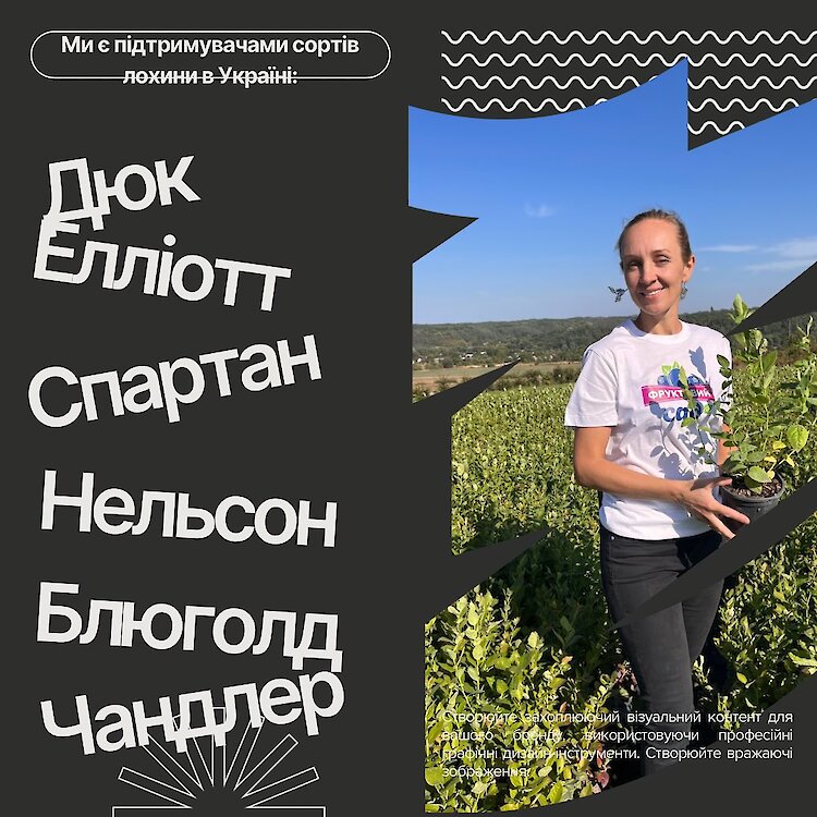 Питомник возле Обухова протестировал новые виды голубики