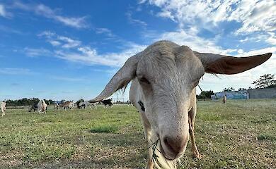 Переселенцы из Херсонщины возрождают уникальную ферму на Обуховщине