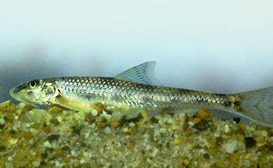 Пенсионера оштрафовали за редкую рыбу: сколько стоило ему это "несчастье"