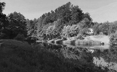 Що нам відомо про обухівські ліси: ті, що були і є