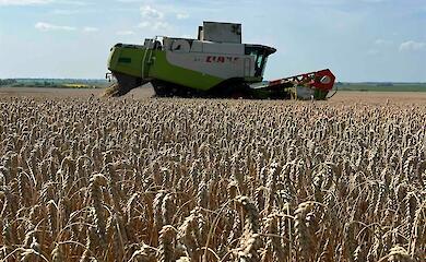 На Кагарличчине подвели итоги жатвы ранних культур - результаты впечатляют