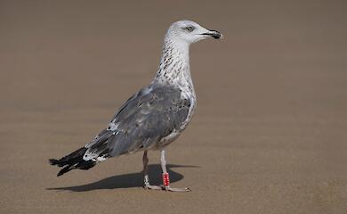 Две птички прилетели из Израиля и позавтракали на свалке возле Обухова