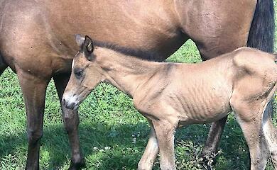 На ранчо возле Ржищева родился жеребенок вымирающей породы лошадей