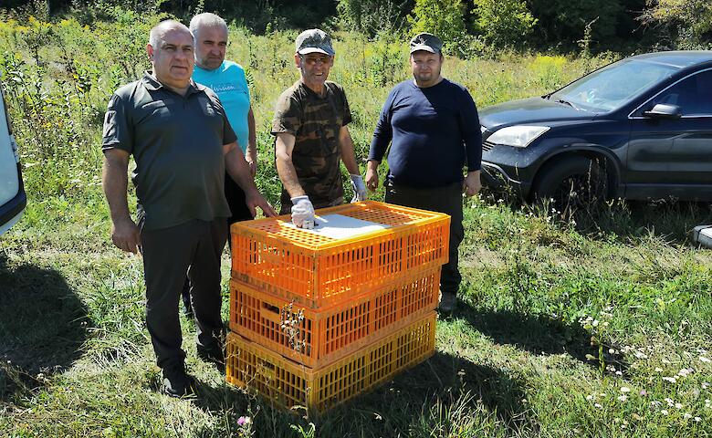 Обухівські ліси поповнились новими мешканцями – зайцями-русаками
