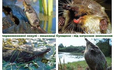 Вторжение рф ставит на грань исчезновения редких животных на севере Украины